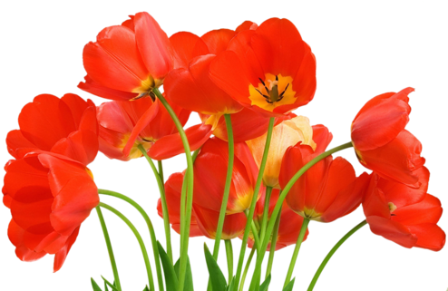 Red Tulipsred - Beautiful Flower Hd Photo Download (500x320)
