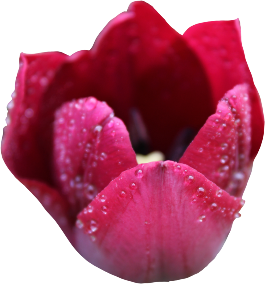 Tulip Flower Free Png Transparent Images Free Download - Tulip (866x923)