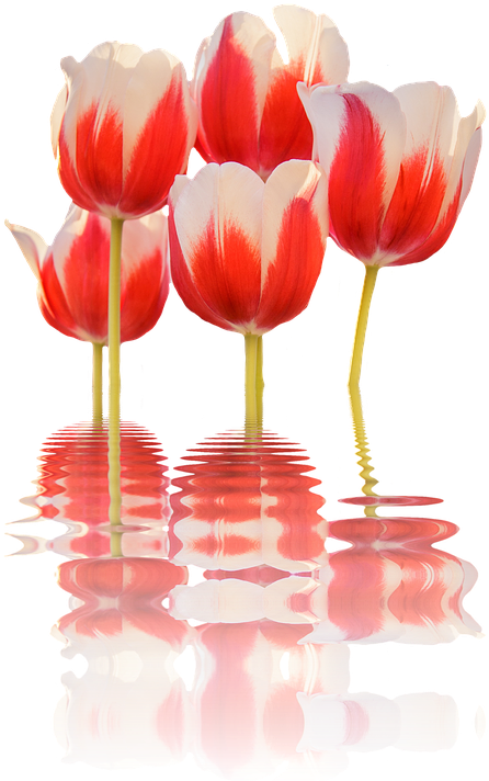 Spring, Tulips, Mirroring, Flower, Blossom, Bloom - Spring Flowers Png (508x720)