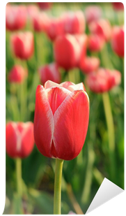 Sprenger's Tulip (400x400)