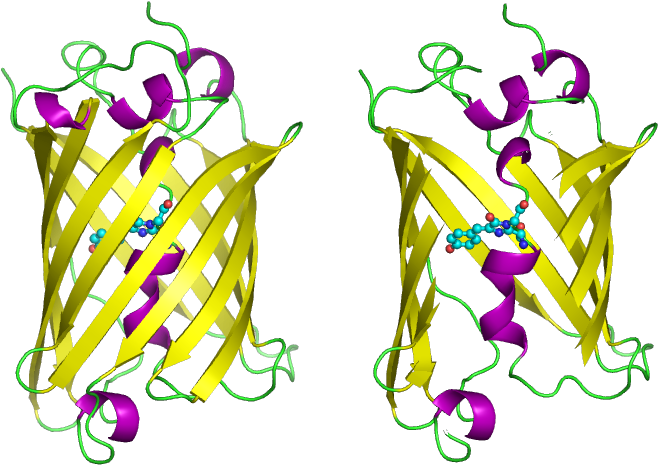 Ap Bio Pglo Transformation Formal Lab Report - 4 -( P Hydroxybenzylidene Imidazolidin 5 One (785x544)