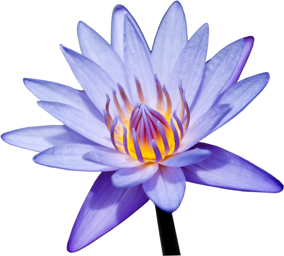 Photoshop Frames Wallpapers Designs - Sacred Lotus (1600x1000)