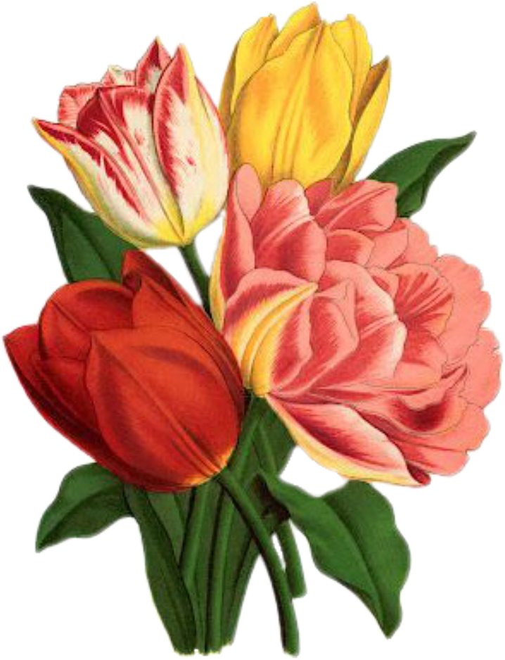Tulip, Rose, Vintage, Bouquet, Nature, Flower, Green - Flower Graphicsfairy (905x1280)