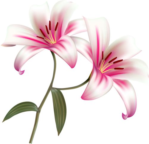 Flowers [преобразованный] - Beautiful Lilies (500x485)