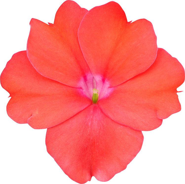 Fleur25 Photogriffo - Desert Rose (750x745)