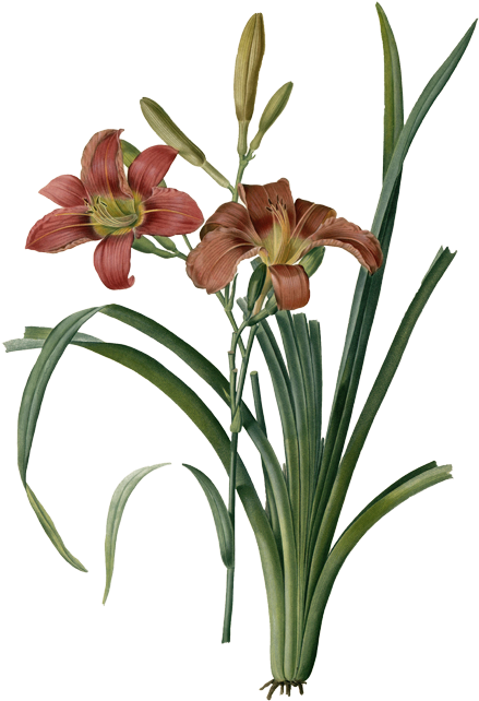 Hemerocallis 'legacy Of Love' - Pierre Joseph Celestin Redouté Hemerocallis Fulva Royal (453x650)