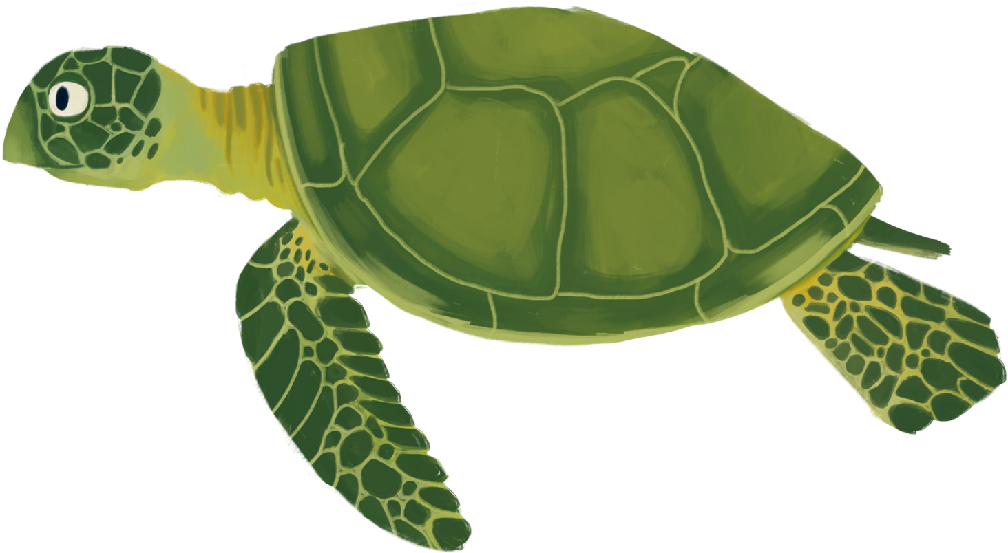 Sea Turtle Animation - Animated Sea Turtle (1600x986)