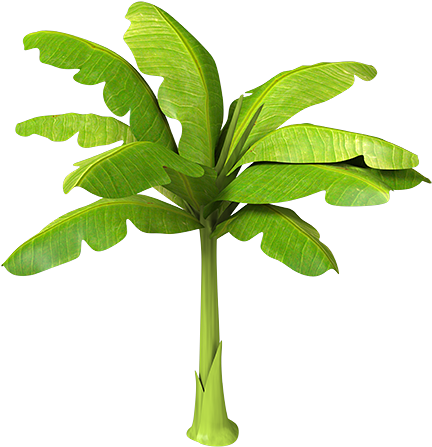 Amazing Picture Of A Banana Tree Stickers Arbre Bananier - Stickers Bananier (450x450)