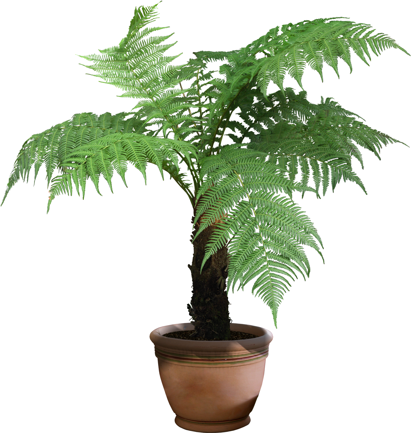 Plant Png Image, Potted Flower - Tree Fern Png (1520x1600)