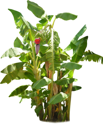 Banana Tree With Fruit - Banana Tree With Banana Png (417x500)