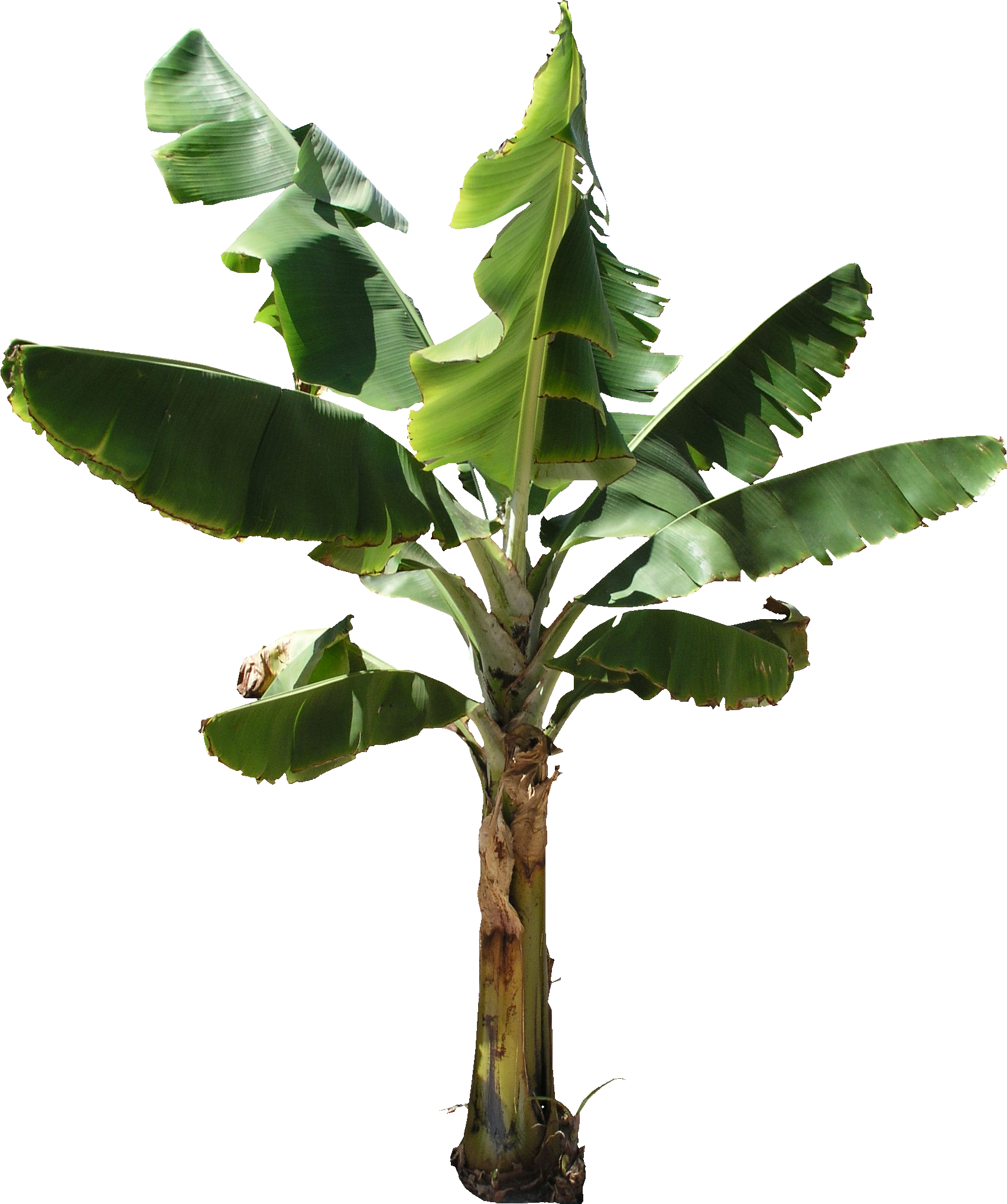Banana Tree Plant Png - - Banana Tree Png (1704x2038)