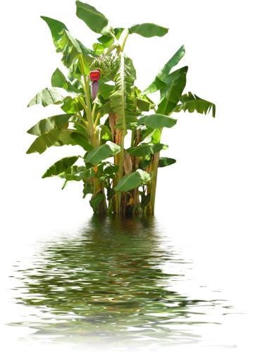 Banana Tree In Water - Water Tree Png (359x500)