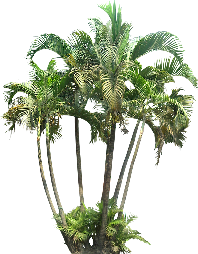 A Collection Of Tropical Plant Images With Transparent - Chrysalidocarpus Lutescens (713x913)