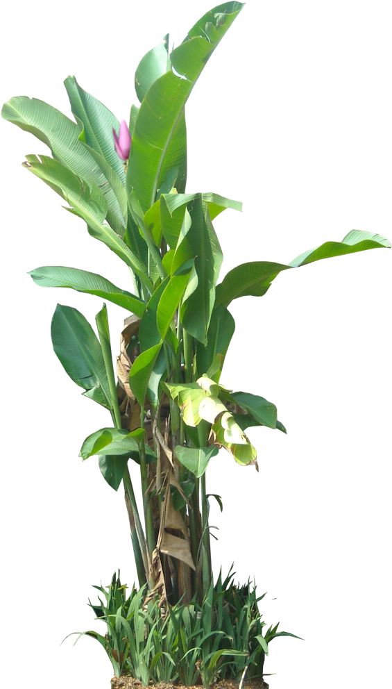 Tropical Plant Pictures - Tree Banana .png (590x1000)