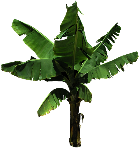 13 Oct 2014 - Banama Tree Png File (512x512)