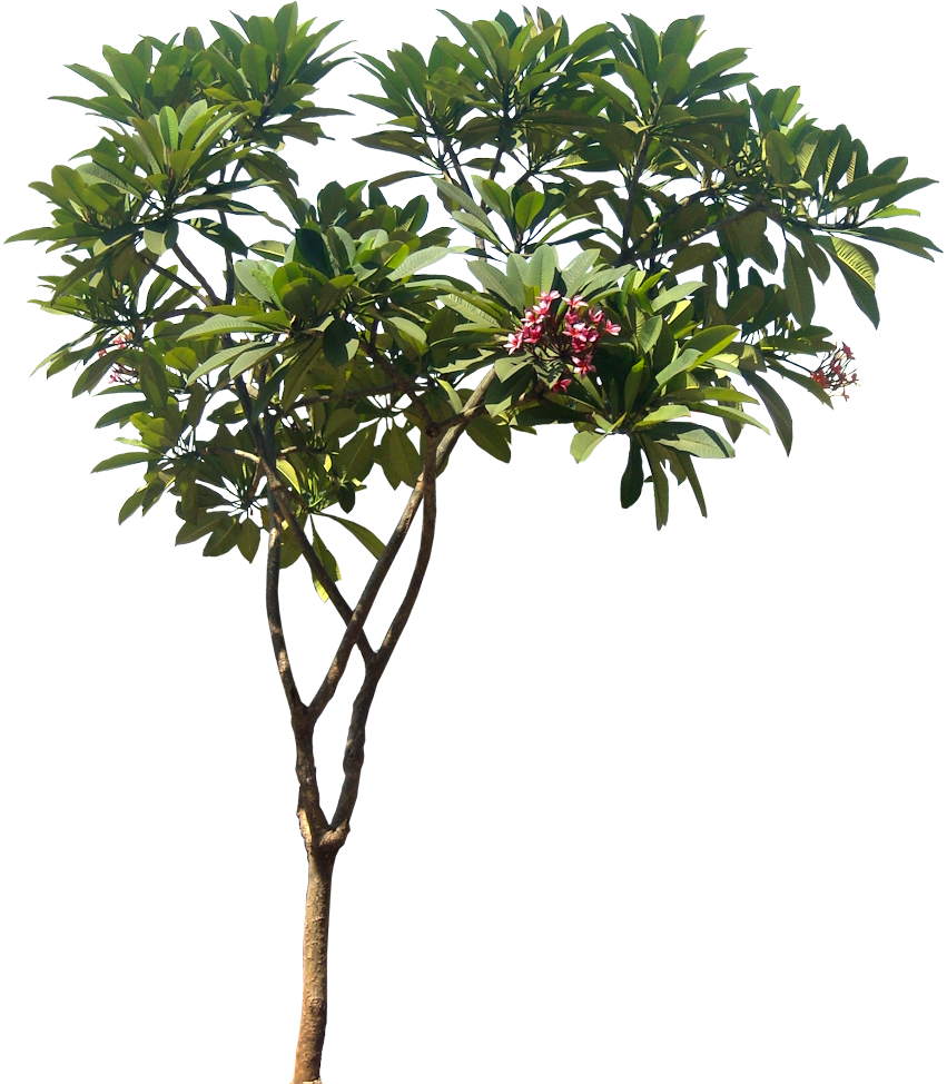 A Collection Of Tropical Plant Images With Transparent - Plumeria Rubra Tree Png (851x974)