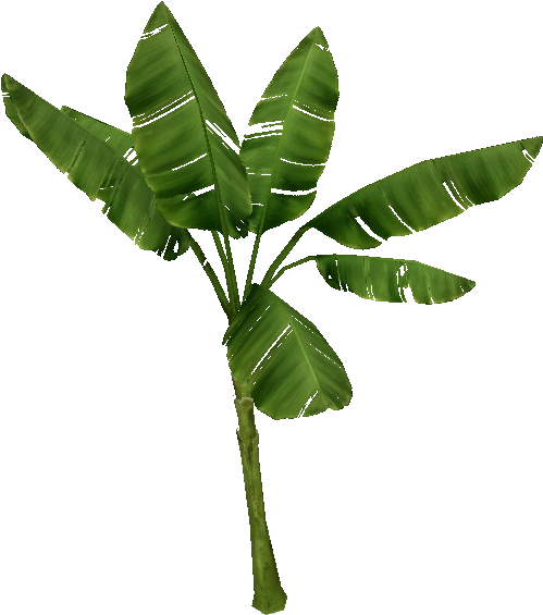 Palm Tree - Banana Palm Png (564x564)