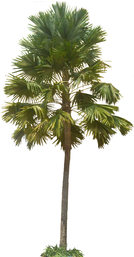 A Collection Of Tropical Plant Images With Transparent - Plants With Transparent Background (462x834)