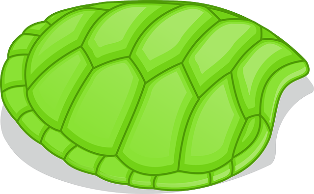 Shapes Turtle, Green, Without, Pattern, Cartoon, Shapes - Turtle Shell Clipart (640x395)