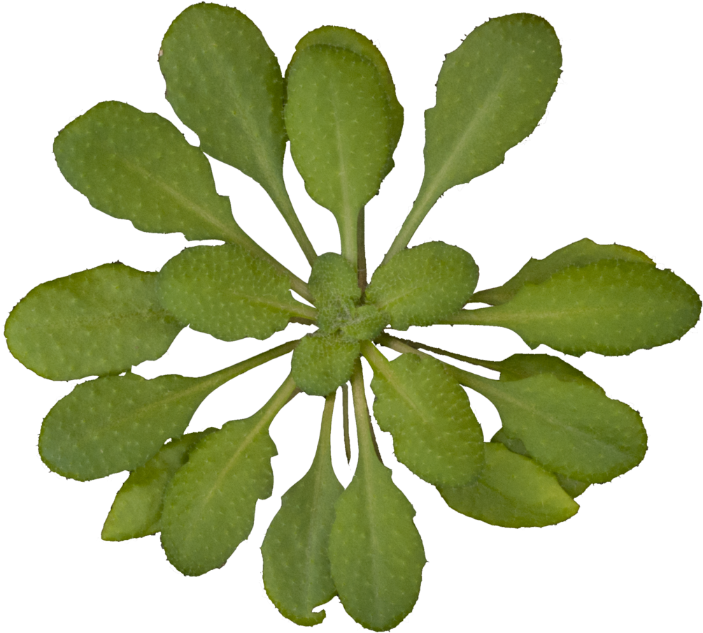 Arabidopsis Thaliana Rosette Transparent Background - Plants Top View Transparent Background (1054x1024)