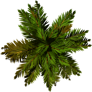 Real Palm Tree Png Palm Tree Transparent Background - Palm Tree Top View Png (450x450)