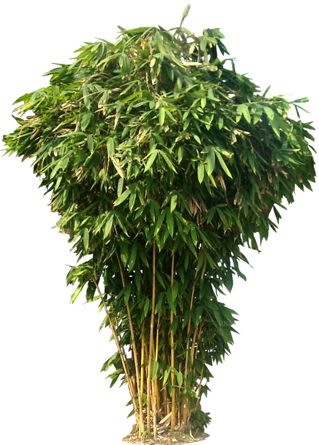 20 Free Tree Png Images - Bamboo Tree Png (646x900)