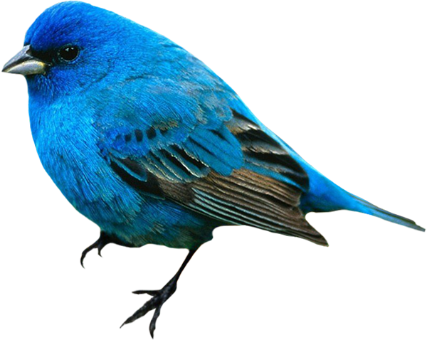 Clipart Png " Hayvanlar Alemi " Birdies - Birds Blue In Color (600x478)