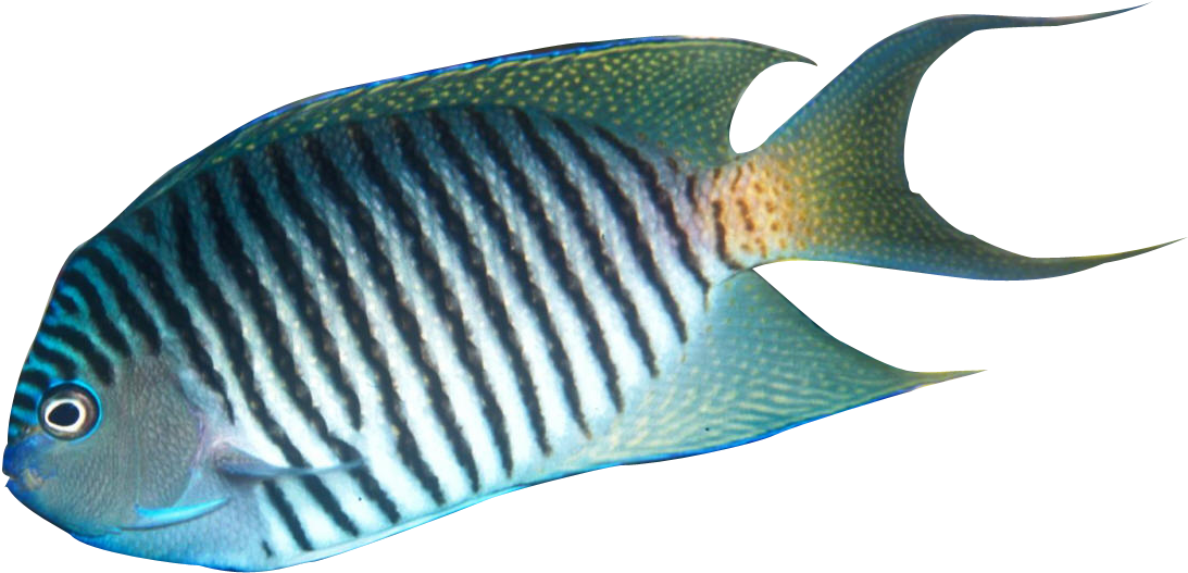 Swallowtail Tang - Genicanthus Melanospilus (1118x557)