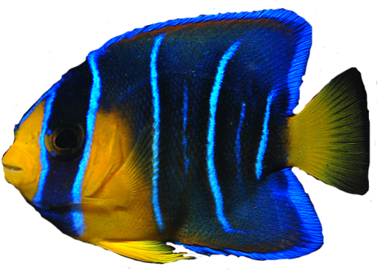Fish Clipart Transparent Background - Transparent Background Transparent Fish (640x507)