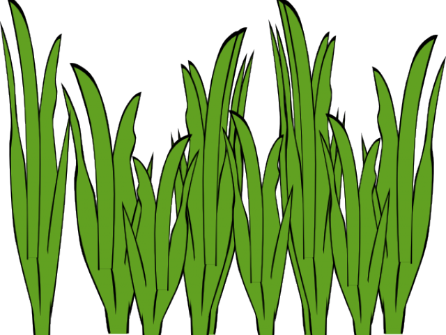 Drawn Seaweed Transparent - Clipart Seaweed (640x480)