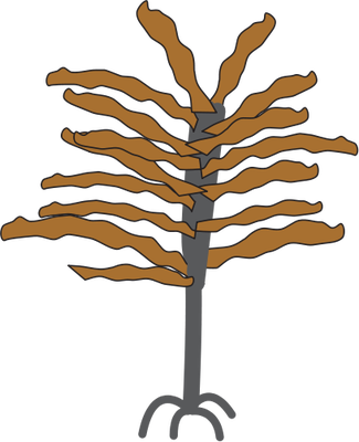 Ian Symbol Ecklonia Radiata - Ian Symbol Ecklonia Radiata (325x400)