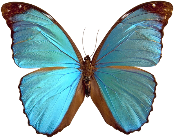 Blue Butterfly Png Image - Great Is He (600x474)