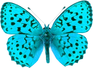 Butterfly Png Clipart Yellow And Green Transparent - Butterfly Pictures Transparent Background Png (454x354)