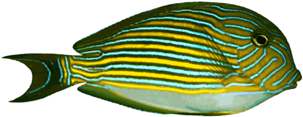 Marine Fish Clipart Fishl - Salt Water Fish Large Graphics (639x274)
