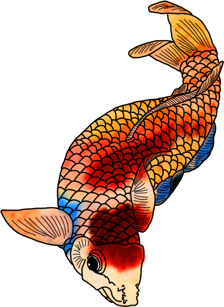 Koi Fish Drawing With Strong Colors - Drawing (736x1063)