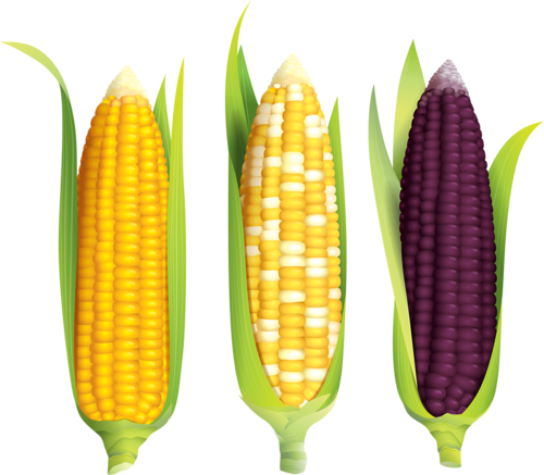 Кукуруза [преобразованный] - 粟米 結構 (500x437)