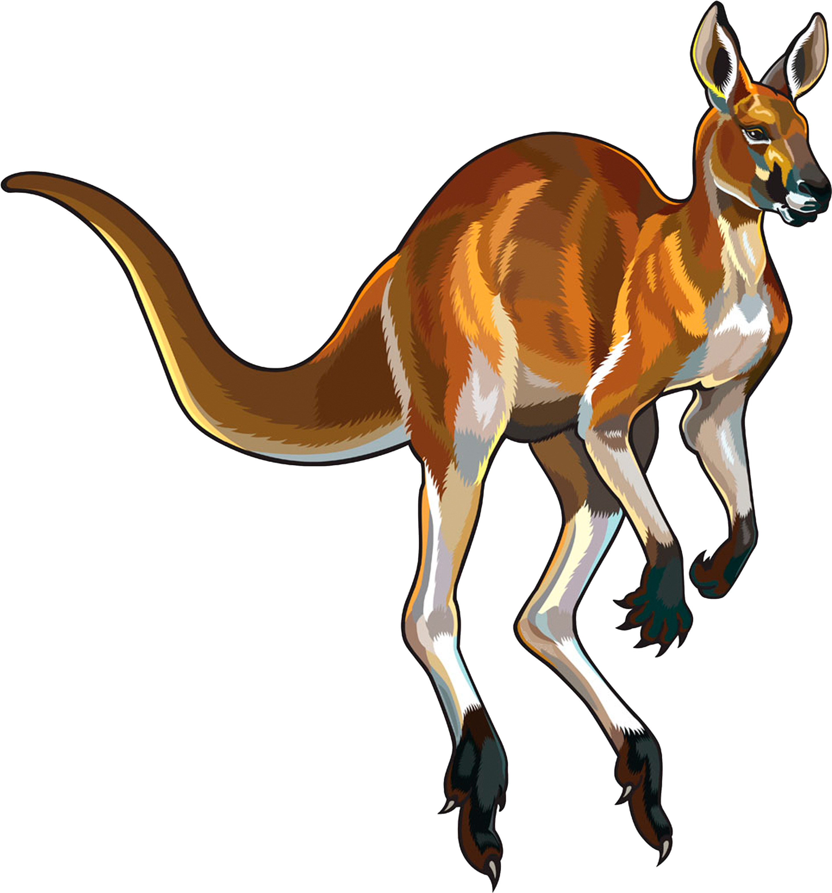 Red Kangaroo Illustration - Kangaroo Png (5000x5000)
