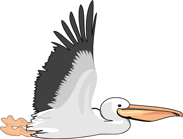 Flying Pelican Clip Art (600x455)