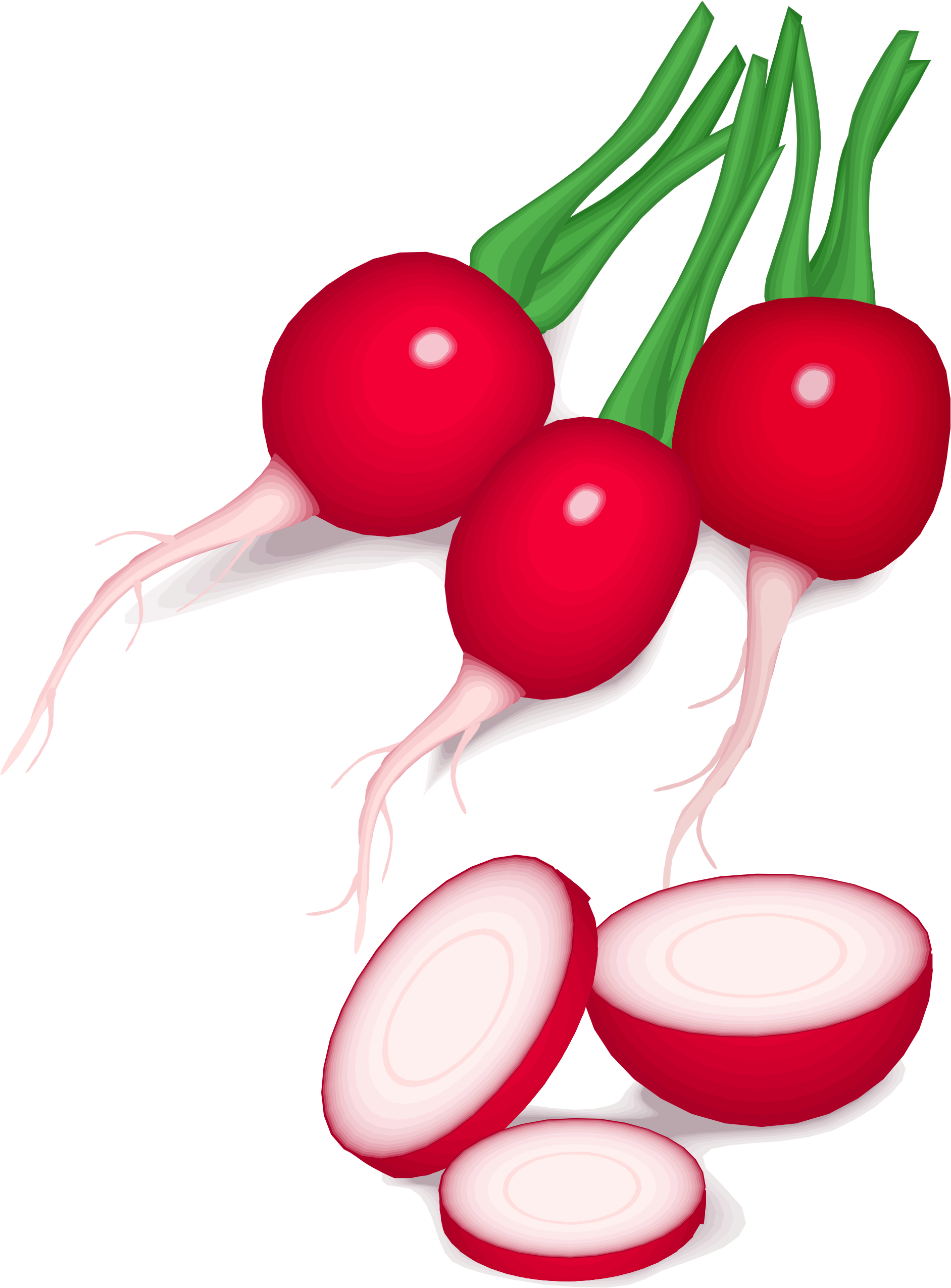 Beets Cliparts 5, Buy Clip Art - Radishes Clip Art (2000x2777)