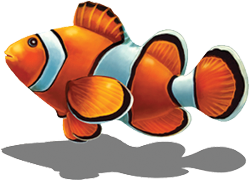 Porc Cl58 5/sh 8"x6" Clown Fish With Shadow Porcelain - Mosaic (800x577)
