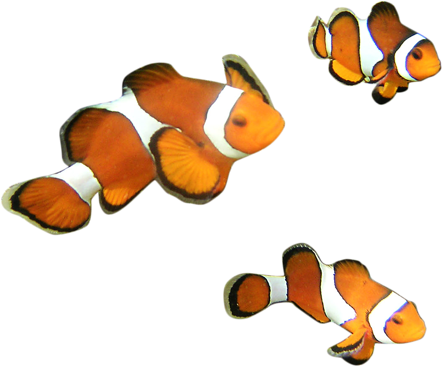 Ocellaris Clownfish (900x756)