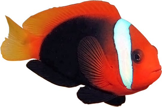 黑红小丑cinnamon Clownfish - Coral Reef Fish (600x599)