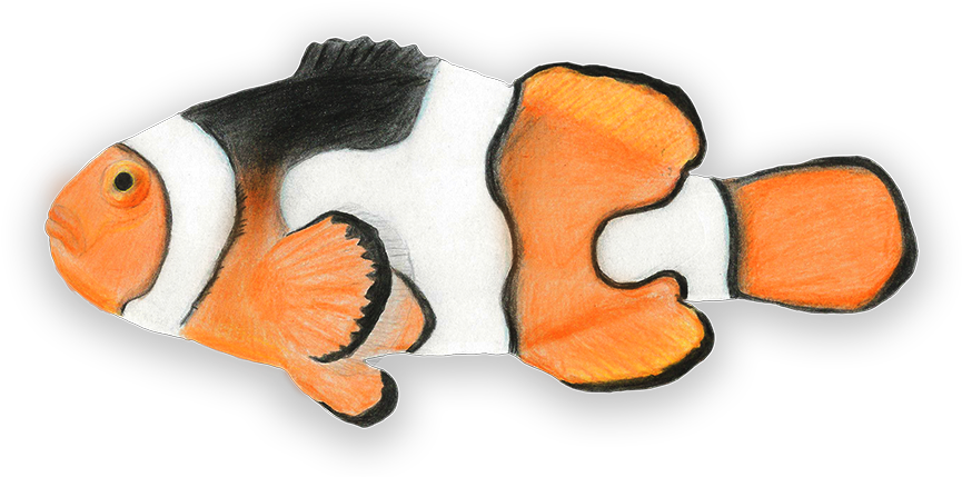 Percula Clownfish - Coral Reef Fish (900x700)