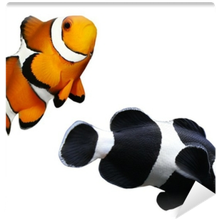 Tropical Reef Fish - Ocellaris Clownfish (400x400)