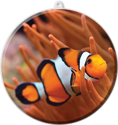 Anemone And Clownfish - Percula Clownfish (450x450)