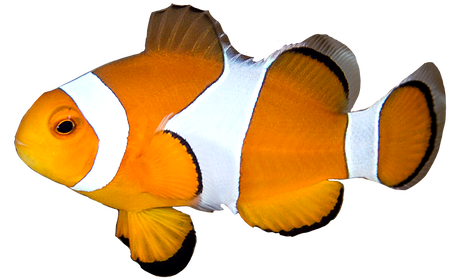 Coral Reef Fish (492x328)