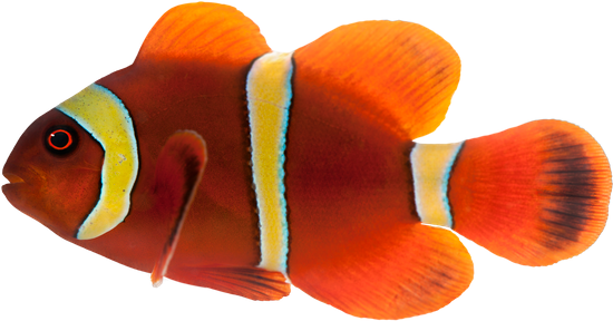 Maroon Clownfish, Premnas Biaculeatus - Maroon Clownfish (550x288)