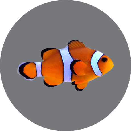 Clownfish - Payaso Ocellaris (460x460)