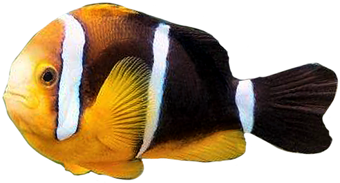 Coral Reef Fish (552x343)