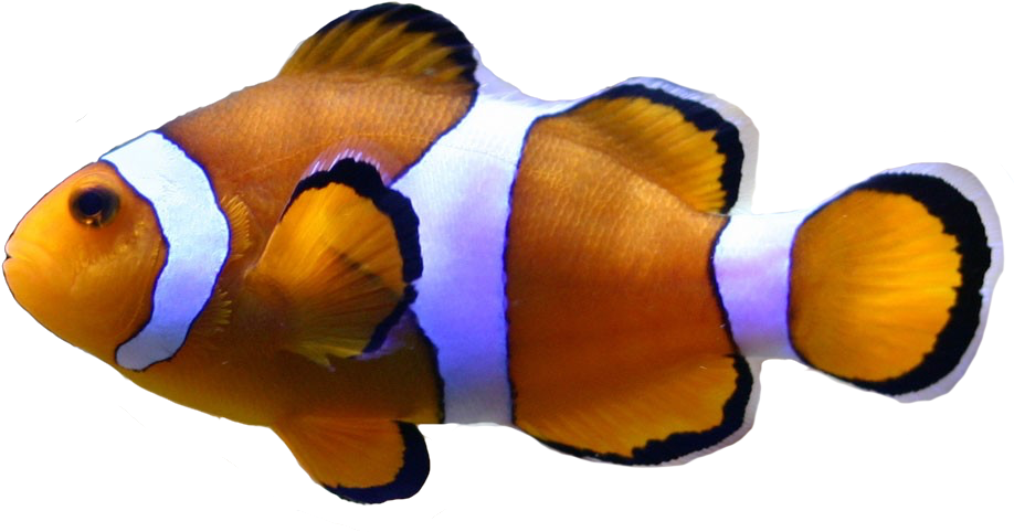 Saltwater Fish Stickers Messages Sticker-0 - Crown Fish (917x489)